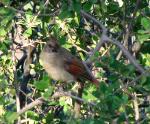 Cardinal juvenile