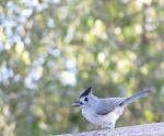 Titmouse