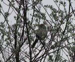 Rufous crowned Sparrow