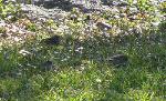 Birds in grass