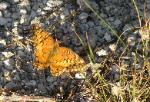 Mexican Fritillary