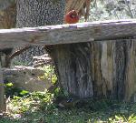 Cardinal and Spotted Towhee