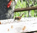 Carolina Wren