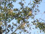 Cedar Waxwings