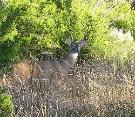 White tailed deer