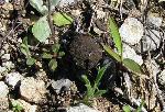 Dung beetle