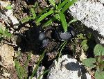 Dung beetle