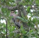 Golden Fronted Woodpecker