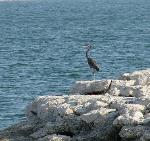 Heron