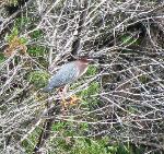 Green Heron