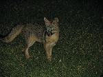 Gray fox