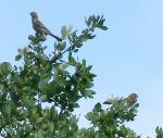 House Finches