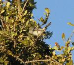 Ruby Crowned Kinglet
