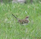 Lark Sparrow