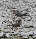 Mourning Doves