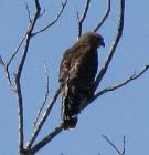 Northern Harrier 