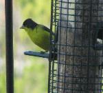 Lesser Goldfinch