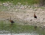 Red Bellied Whistling Duck