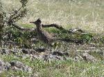 Roadrunner