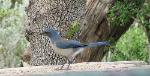 Scrub Jay