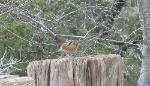 Spotted Towhee
