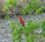 Summer Tanager