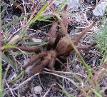 Tarantula