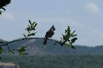 Titmouse