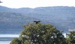 Turkey Vulture