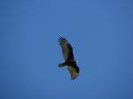 Turkey Vulture