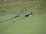 Wood Duck