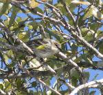 Yellow Rumped Warbler