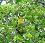 Yellow Warbler